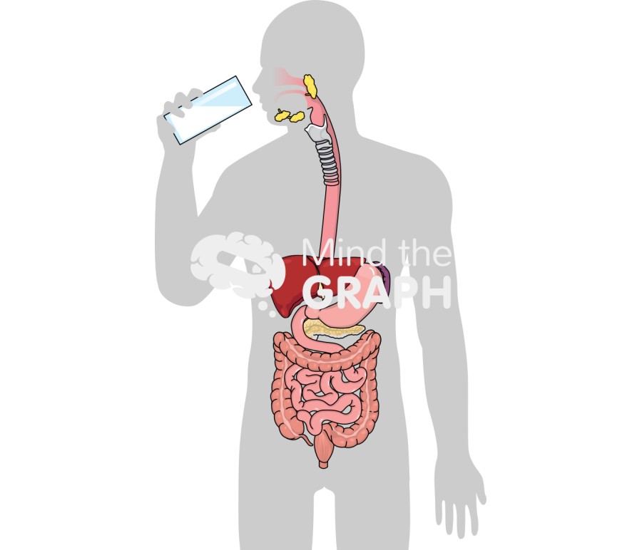 Milk digestive system body Icons, Symbols, Pictures, and Images