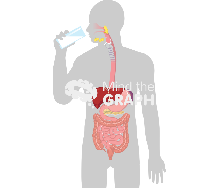 Milk digestive system body Icons, Symbols, Pictures, and Images