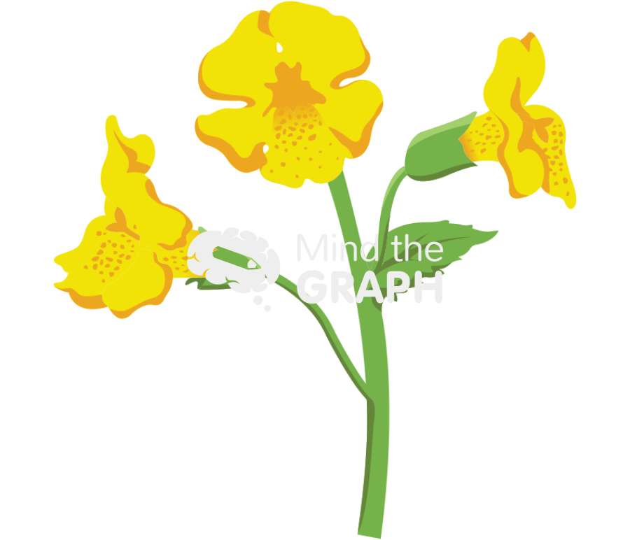 Mimulus guttatus monkey flower Icons, Symbols, Pictures, and Images