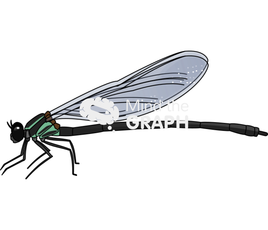 Miocora lateral Icons, Symbols, Pictures, and Images