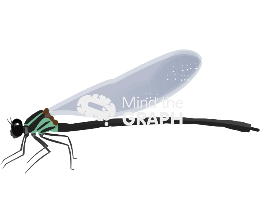 Miocora lateral Icons, Symbols, Pictures, and Images