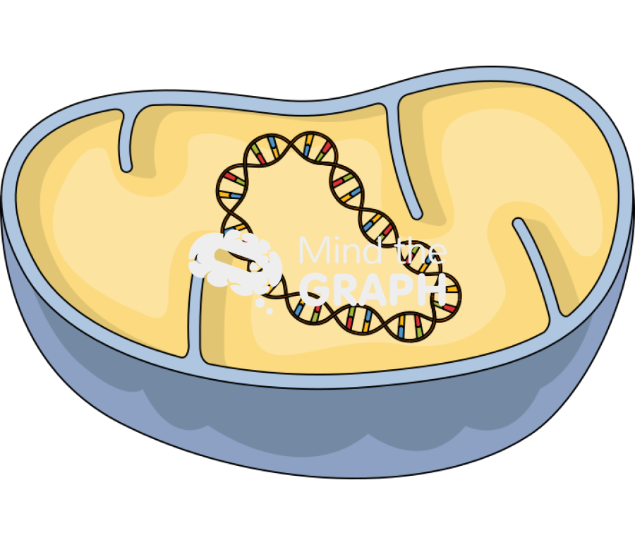 Mithochondria circular dna Icons, Symbols, Pictures, and Images