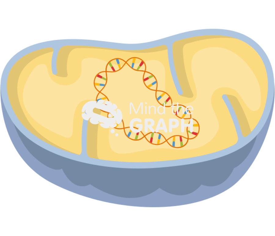 Mithochondria circular dna Icons, Symbols, Pictures, and Images