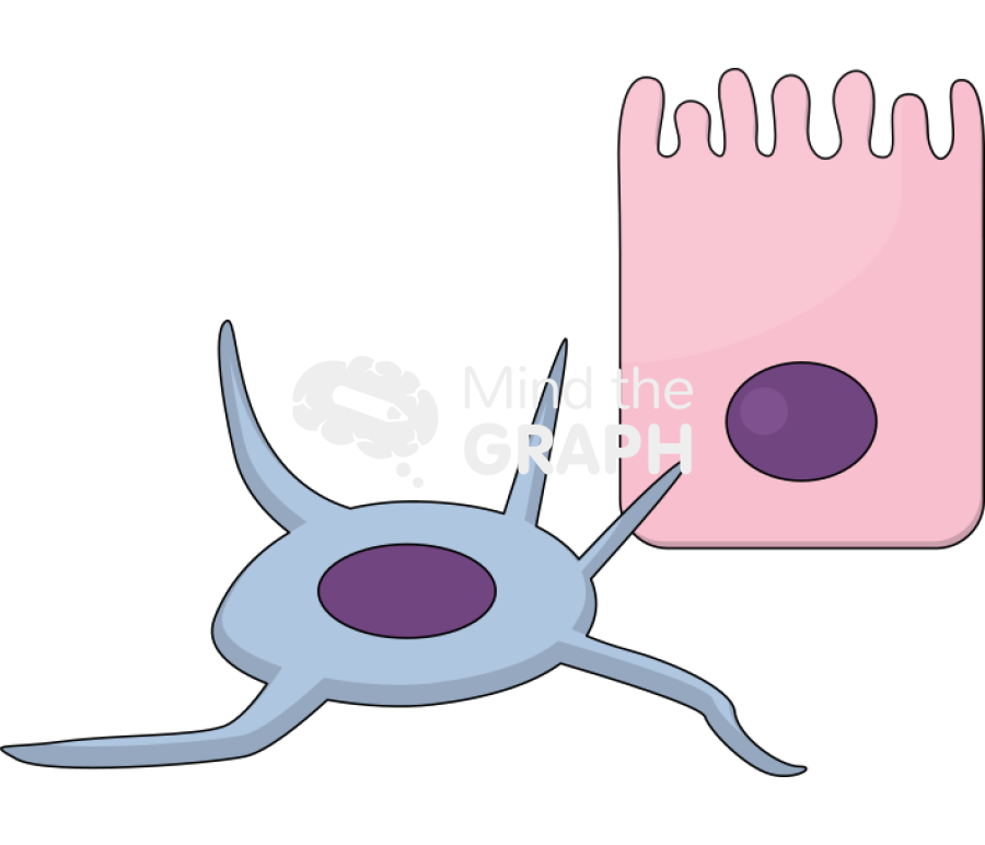 Mitochondria transported stromal epithelial cells nanotubes Icons, Symbols, Pictures, and Images