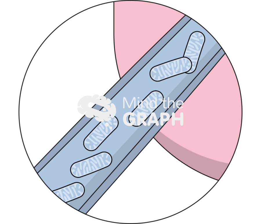 Mitochondria transported stromal epithelial cells nanotubes zoom Icons, Symbols, Pictures, and Images