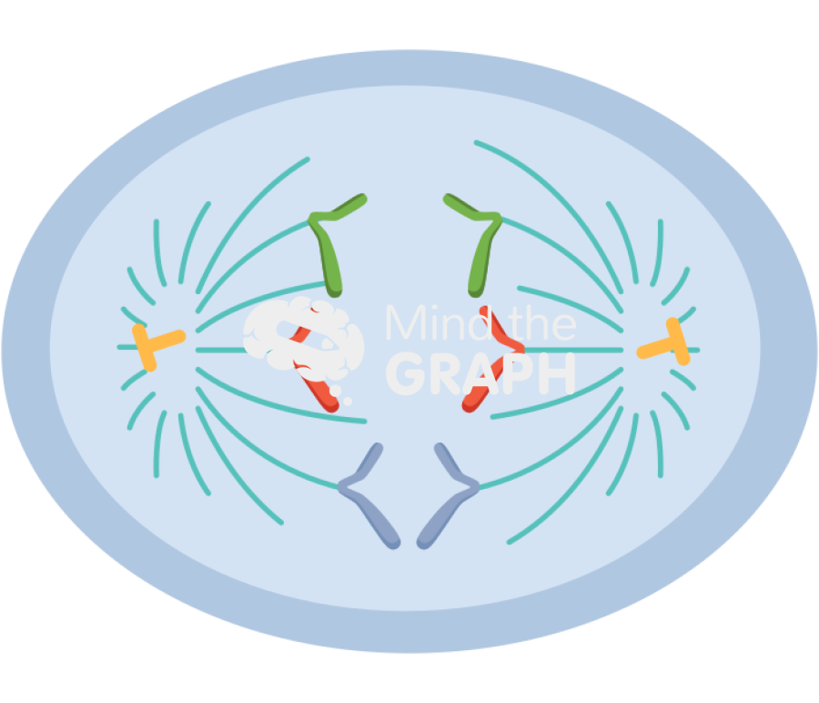 Mitosis anaphase Icons, Symbols, Pictures, and Images