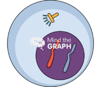 Mitosis meiosis interphase 1 Icons, Symbols, Pictures, and Images