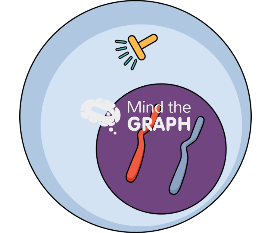 Mitosis meiosis interphase 1 Icons, Symbols, Pictures, and Images