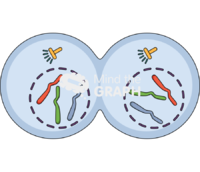 Mitosis telophase Icons, Symbols, Pictures, and Images