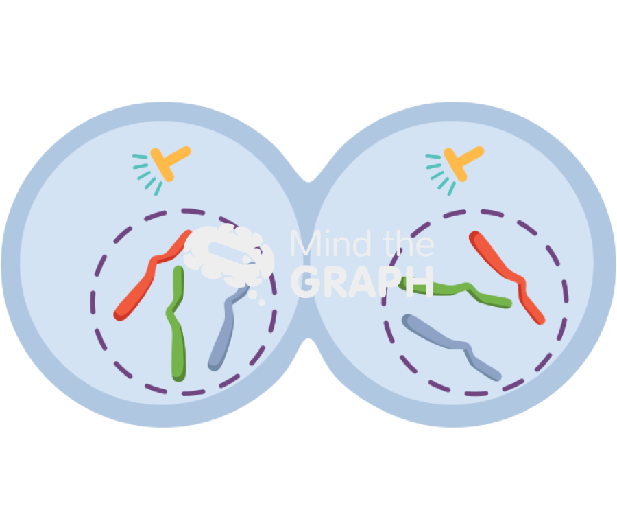 Mitosis telophase Icons, Symbols, Pictures, and Images