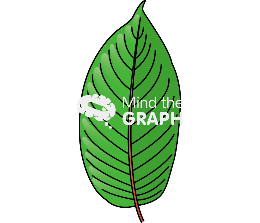 Mitragyna speciosa kratom leaf Icons, Symbols, Pictures, and Images