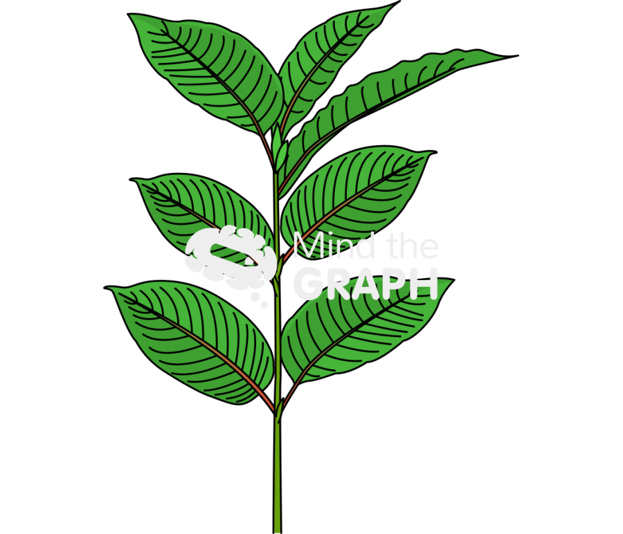 Mitragyna speciosa kratom plant Icons, Symbols, Pictures, and Images