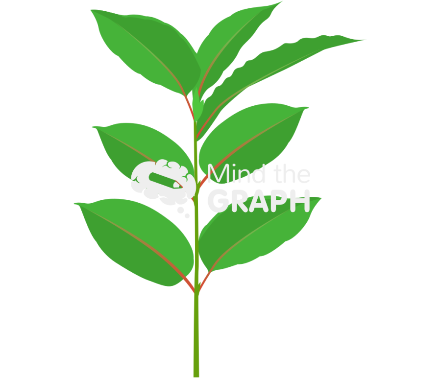 Mitragyna speciosa kratom plant Icons, Symbols, Pictures, and Images