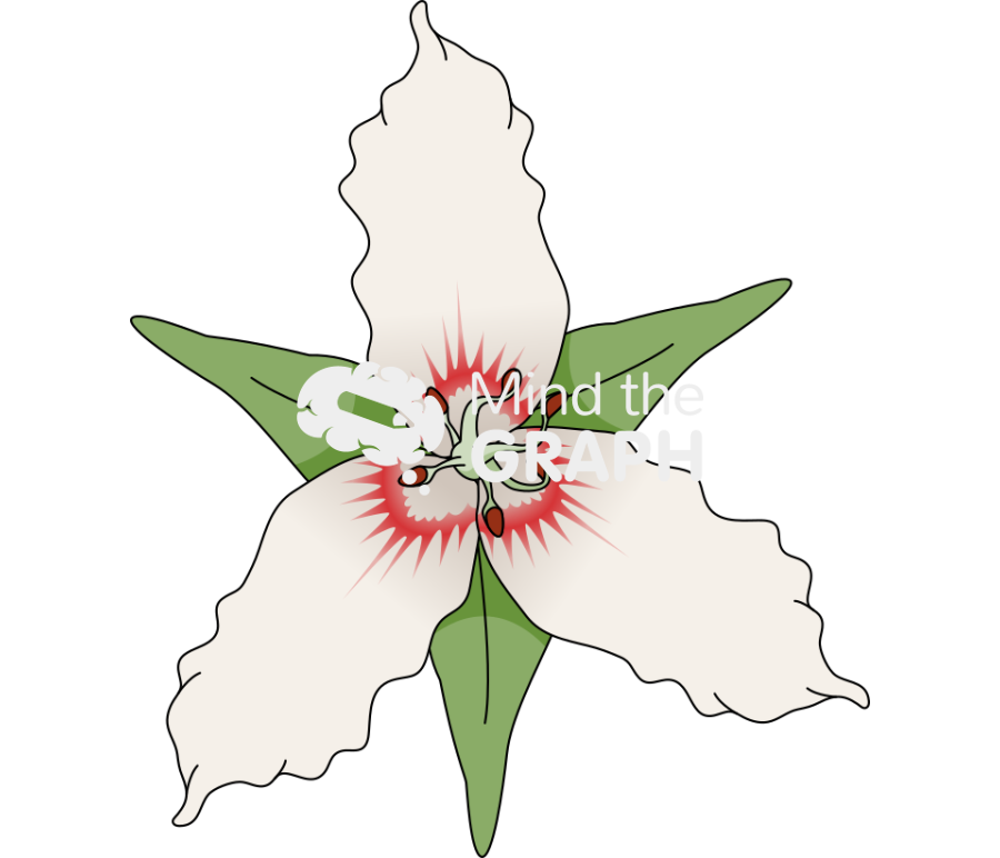 Monocotyledon flower Icons, Symbols, Pictures, and Images