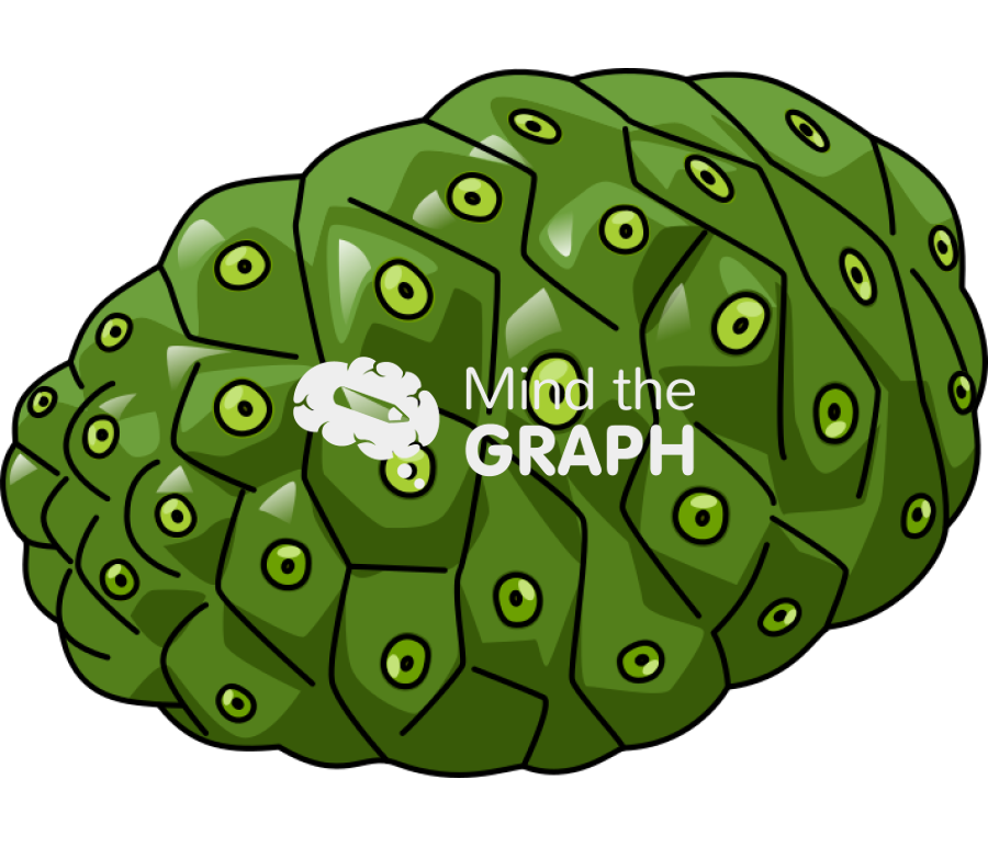 Morinda fruit Icons, Symbols, Pictures, and Images