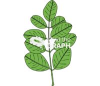 Moringa oleifera leaves Icons, Symbols, Pictures, and Images