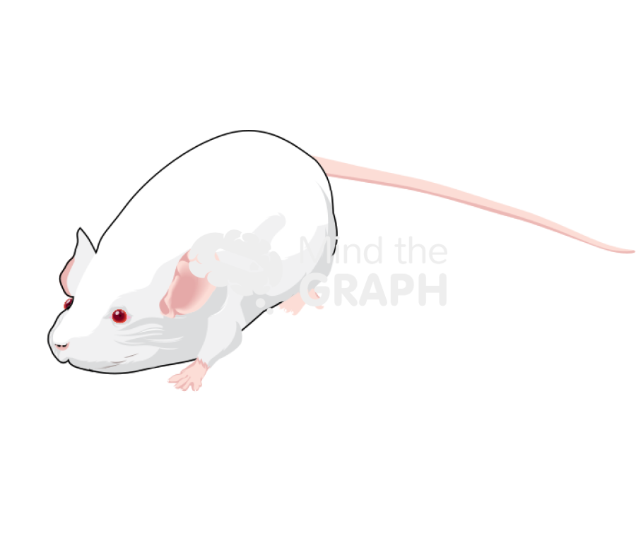 Mouse body condition score obese Icons, Symbols, Pictures, and Images