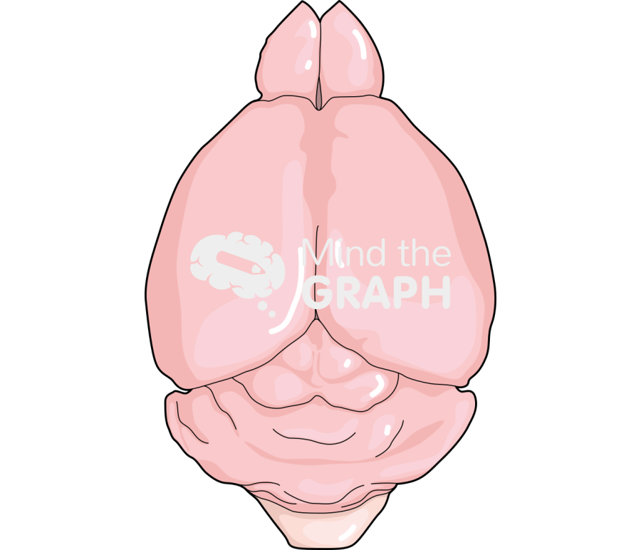 Mouse brain Icons, Symbols, Pictures, and Images