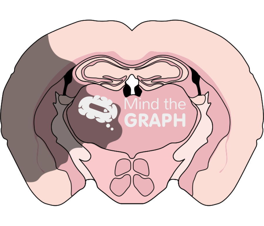 Mouse brain acute cerebral ischemia front cut Icons, Symbols, Pictures, and Images