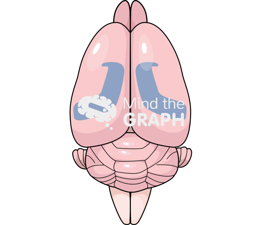 Mouse brain cognitive area top Icons, Symbols, Pictures, and Images