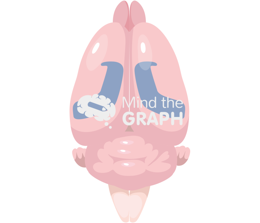 Mouse brain cognitive area top Icons, Symbols, Pictures, and Images