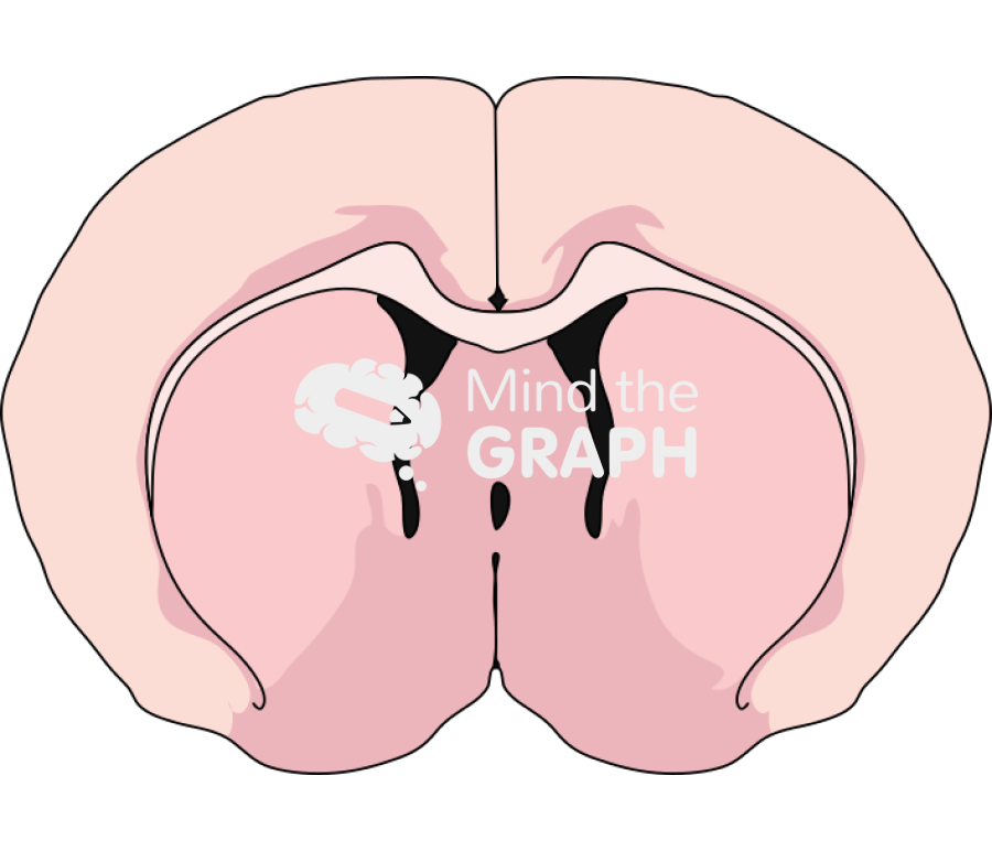Mouse brain coronal section cp 1 Icons, Symbols, Pictures, and Images