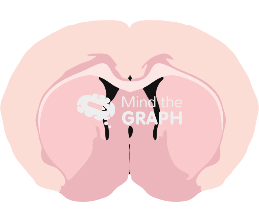 Mouse brain coronal section cp 1 Icons, Symbols, Pictures, and Images