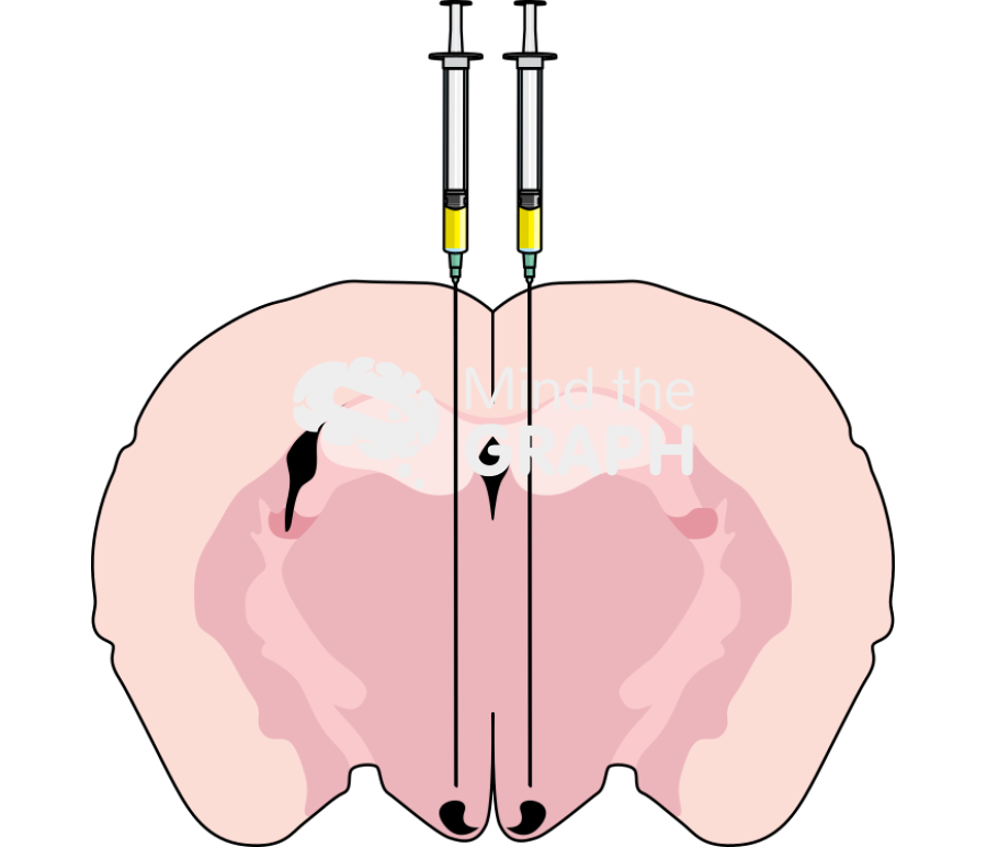 Mouse brain coronal section injection arcuate nucleus Icons, Symbols, Pictures, and Images