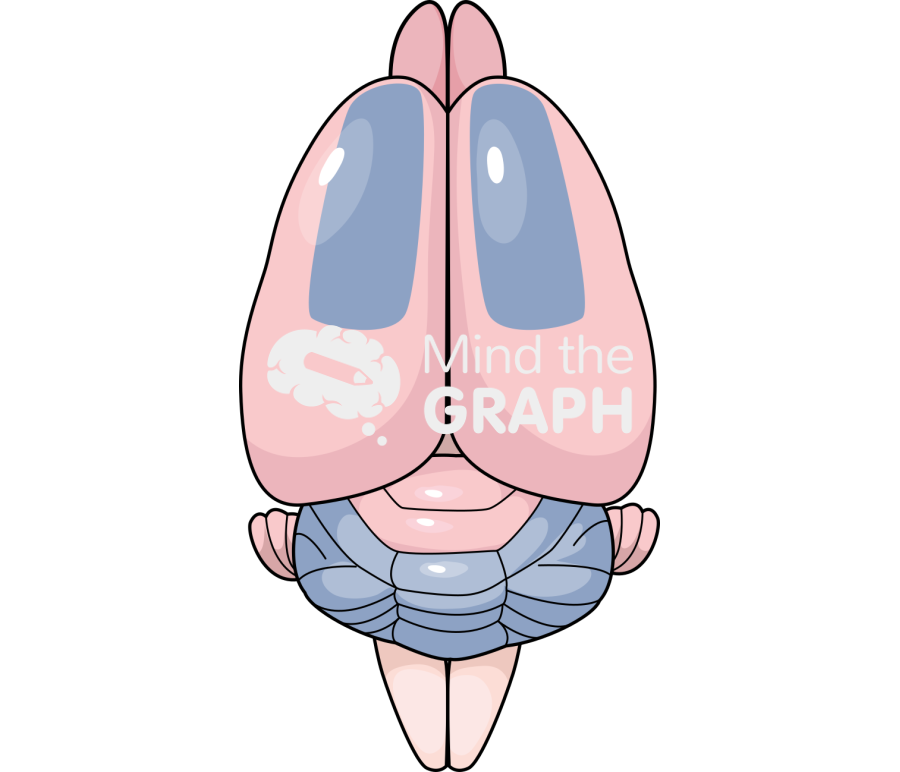 Mouse brain motor area top Icons, Symbols, Pictures, and Images