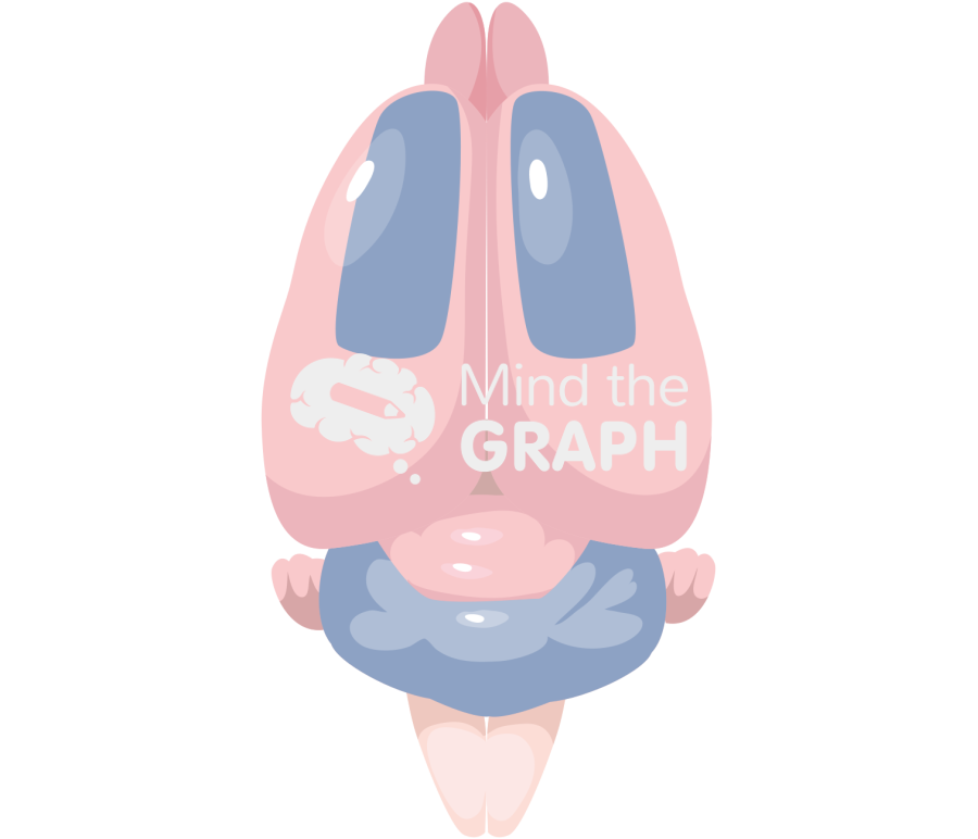 Mouse brain motor area top Icons, Symbols, Pictures, and Images