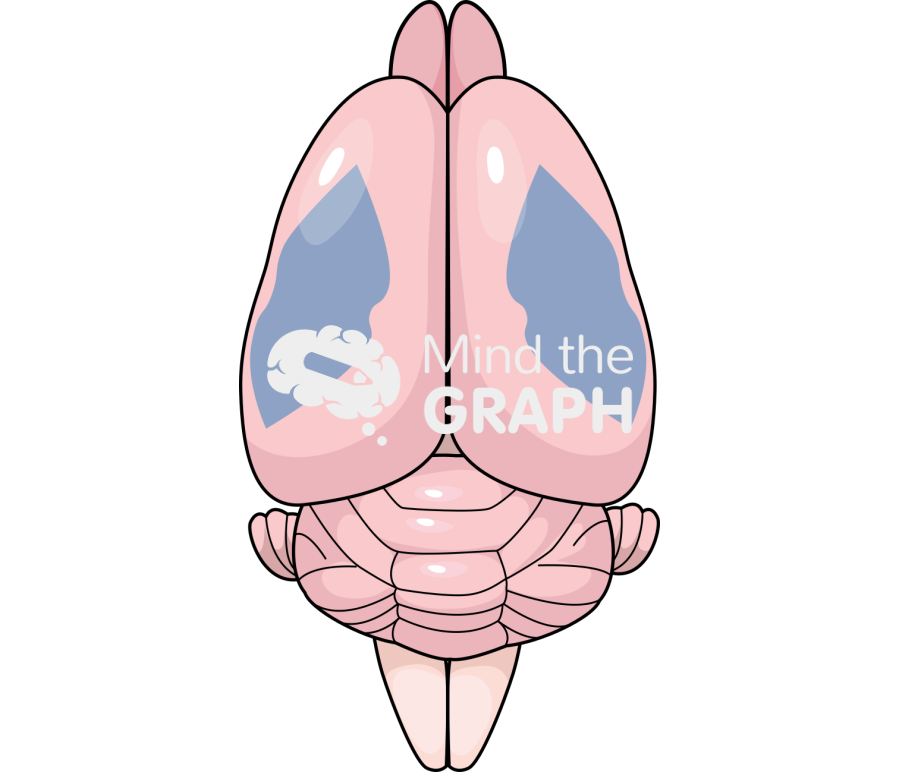 Mouse brain somatosensory area top Icons, Symbols, Pictures, and Images