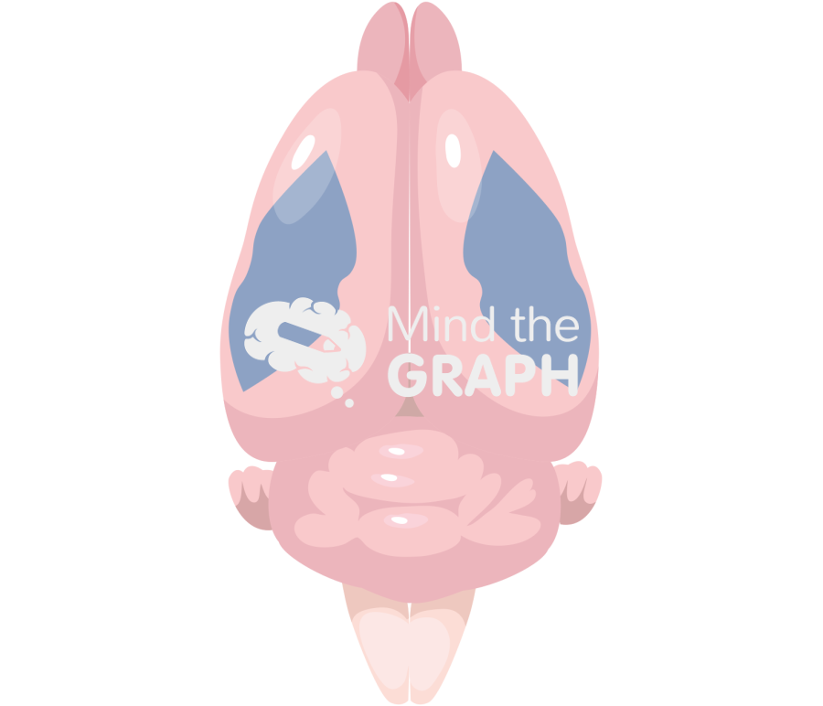 Mouse brain somatosensory area top Icons, Symbols, Pictures, and Images