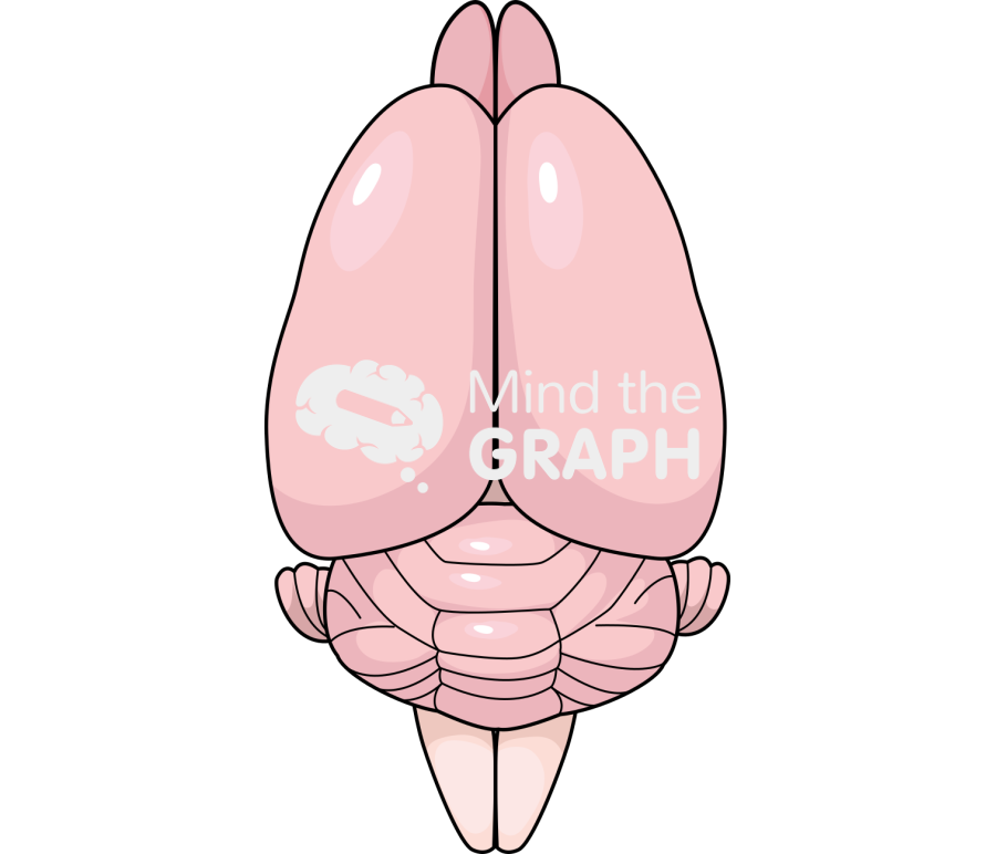 Mouse brain top Icons, Symbols, Pictures, and Images