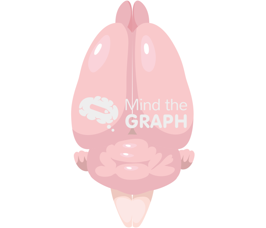 Mouse brain top Icons, Symbols, Pictures, and Images