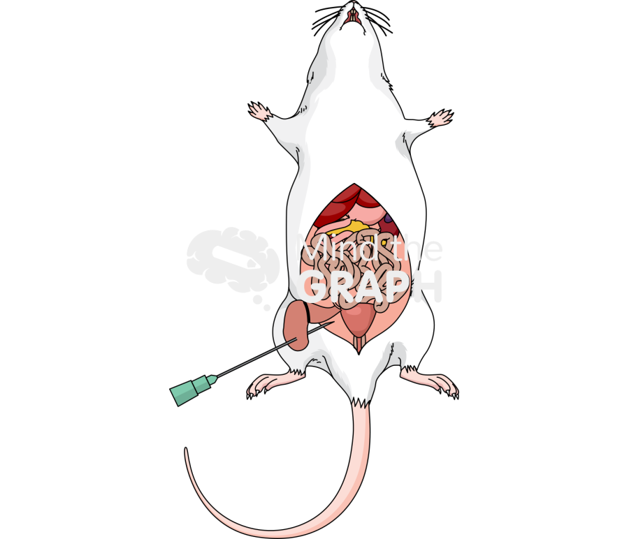 Mouse cecal ligation puncture Icons, Symbols, Pictures, and Images