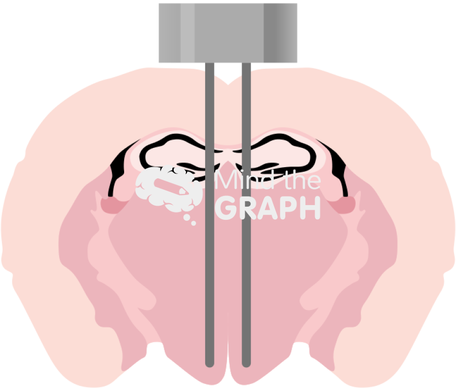 Mouse coronal brain section bilateral cannula Icons, Symbols, Pictures, and Images
