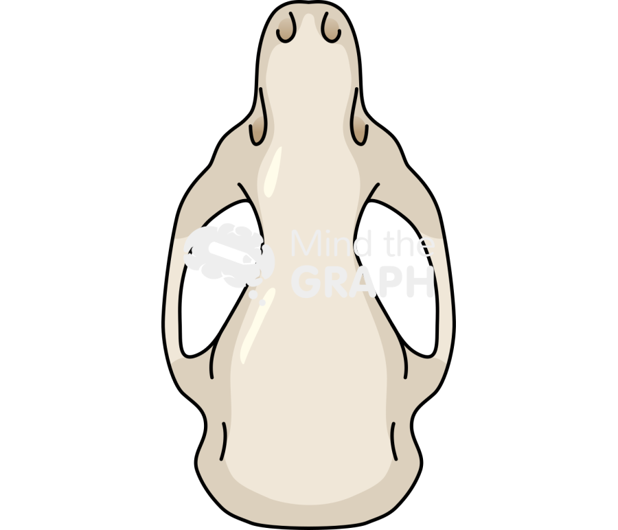 Mouse cranium top Icons, Symbols, Pictures, and Images