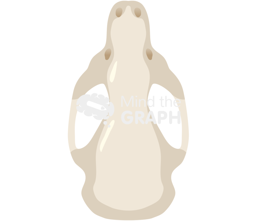 Mouse cranium top Icons, Symbols, Pictures, and Images
