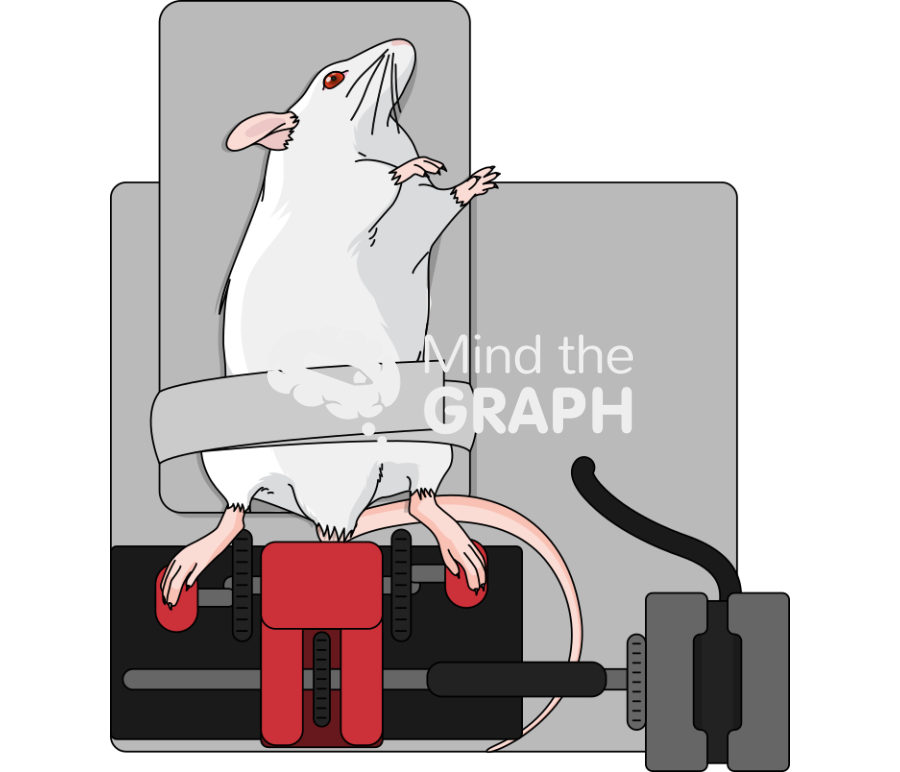 Mouse cycle ergometer 2 Icons, Symbols, Pictures, and Images
