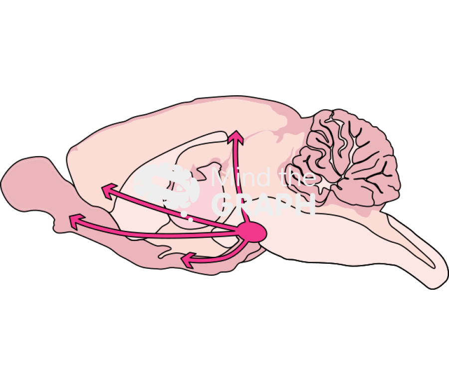 Mouse dopaminergic pathway Icons, Symbols, Pictures, and Images