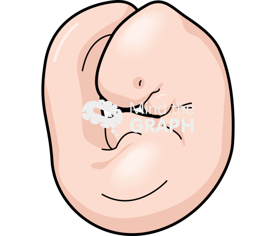Mouse embriology 1 Icons, Symbols, Pictures, and Images