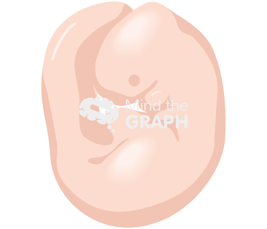 Mouse embriology 1 Icons, Symbols, Pictures, and Images