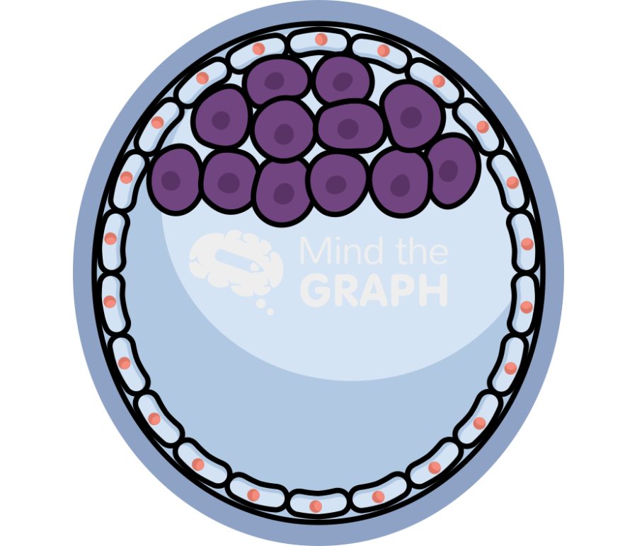 Mouse embryo e3 5 Icons, Symbols, Pictures, and Images