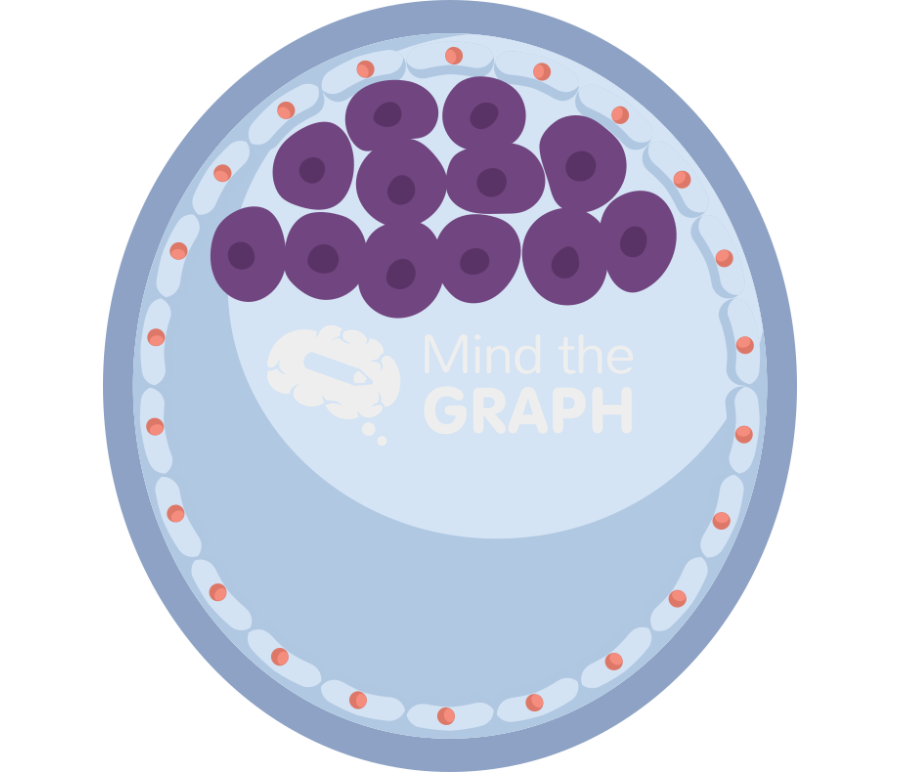 Mouse embryo e3 5 Icons, Symbols, Pictures, and Images