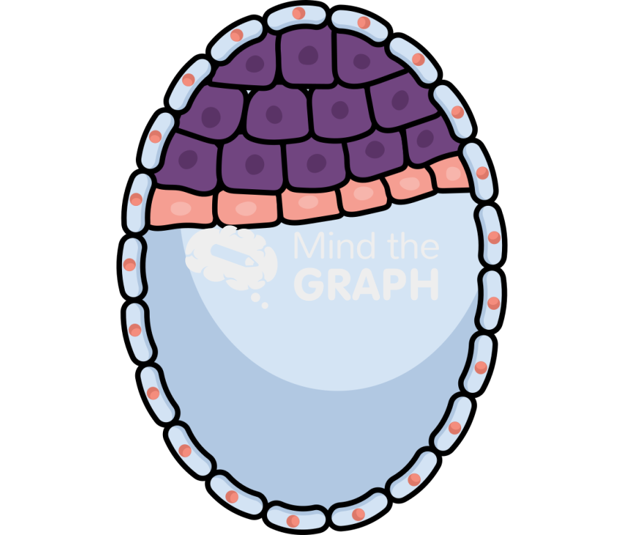 Mouse embryo e4 5 Icons, Symbols, Pictures, and Images