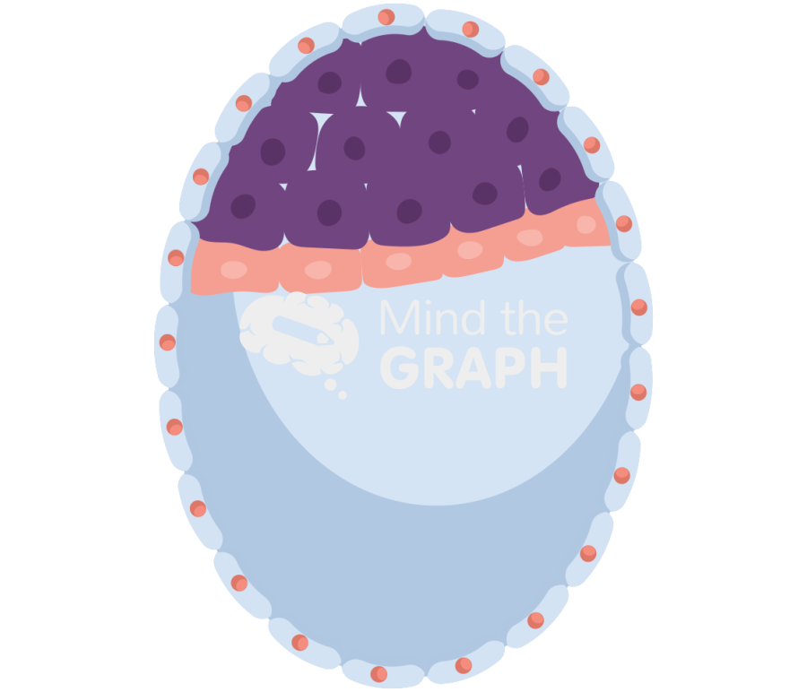 Mouse embryo e4 5 Icons, Symbols, Pictures, and Images