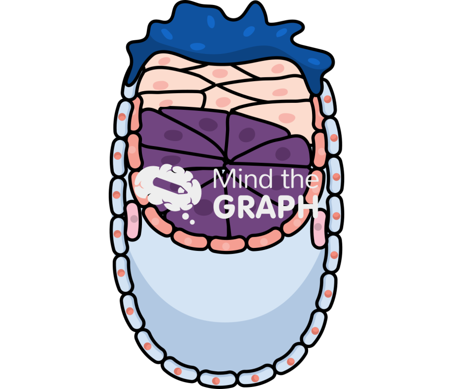 Mouse embryo e4 75 Icons, Symbols, Pictures, and Images