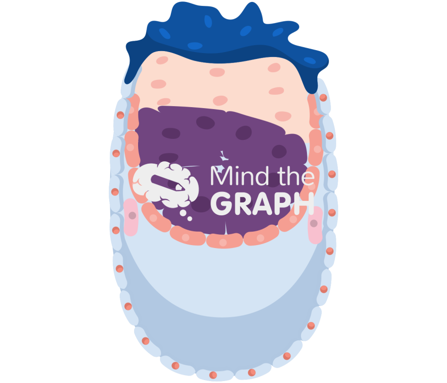 Mouse embryo e4 75 Icons, Symbols, Pictures, and Images