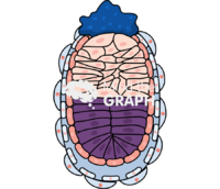 Mouse embryo e5 0 Icons, Symbols, Pictures, and Images