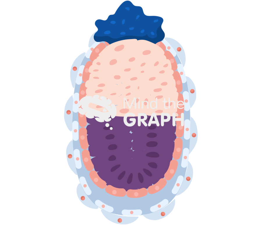Mouse embryo e5 0 Icons, Symbols, Pictures, and Images